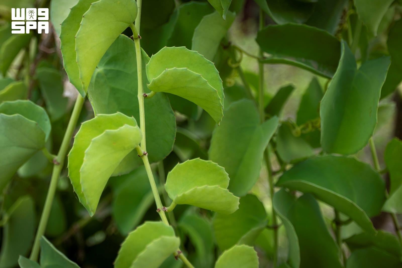 Le glilif, symbole de biodiversité et de tradition culinaire à Jazan