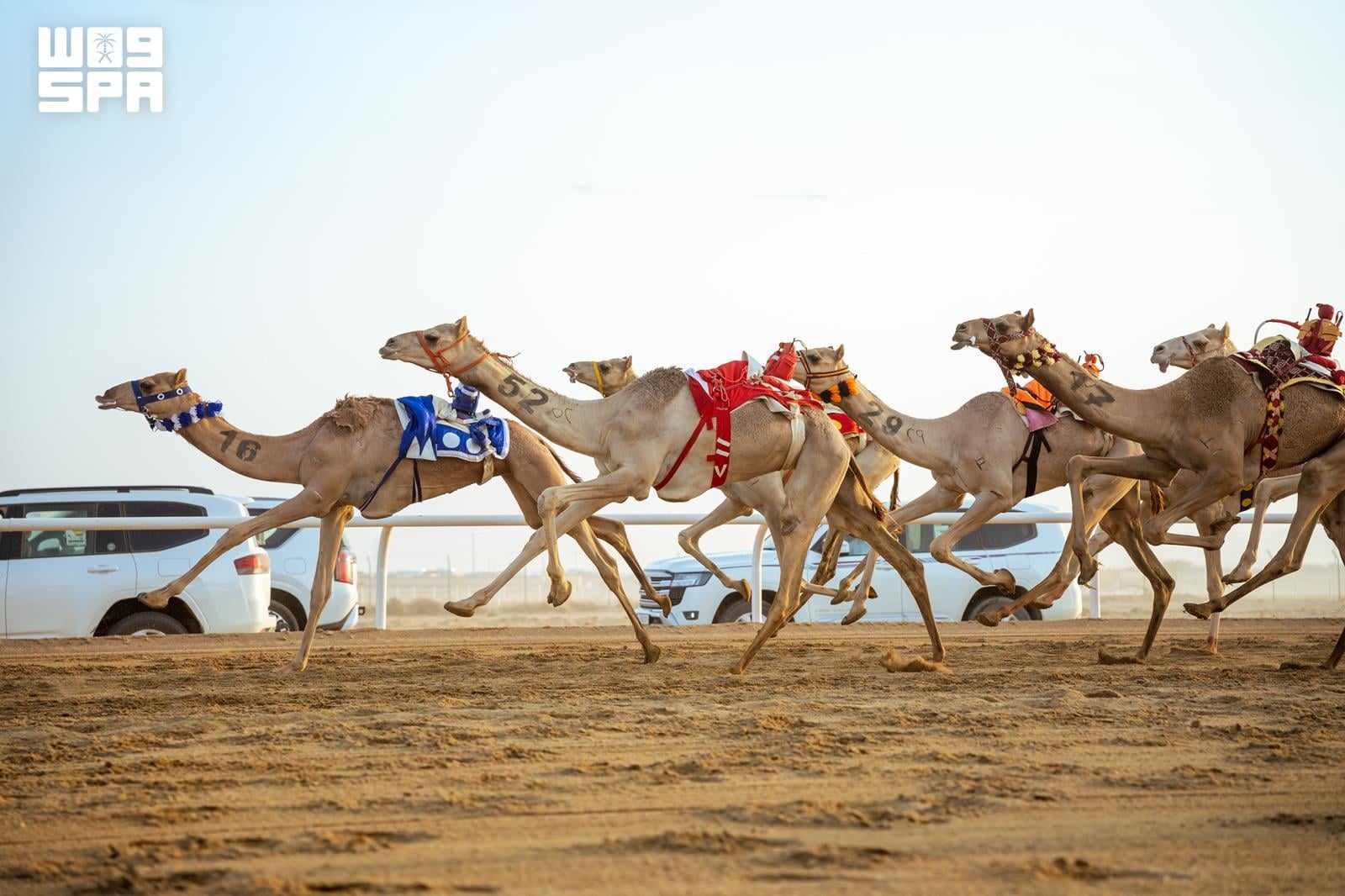 First Crown Cups of Crown Prince Camel Festival kick off in Taif with prizes over 6 million riyals