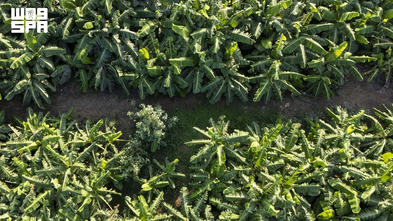 Arabia Saudí lanza inversión para cultivo de frutas tropicales en Jazan