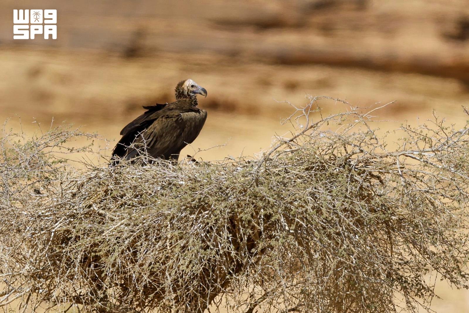AlUla emerges as key vulture habitat amid ongoing conservation efforts