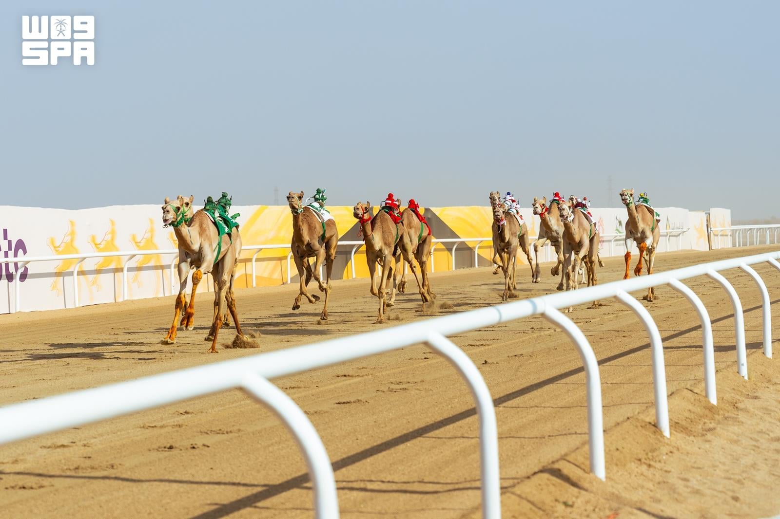 Suudi Arabistan develeri 2026 Veliaht Prens Deve Festivali'nde zirvede