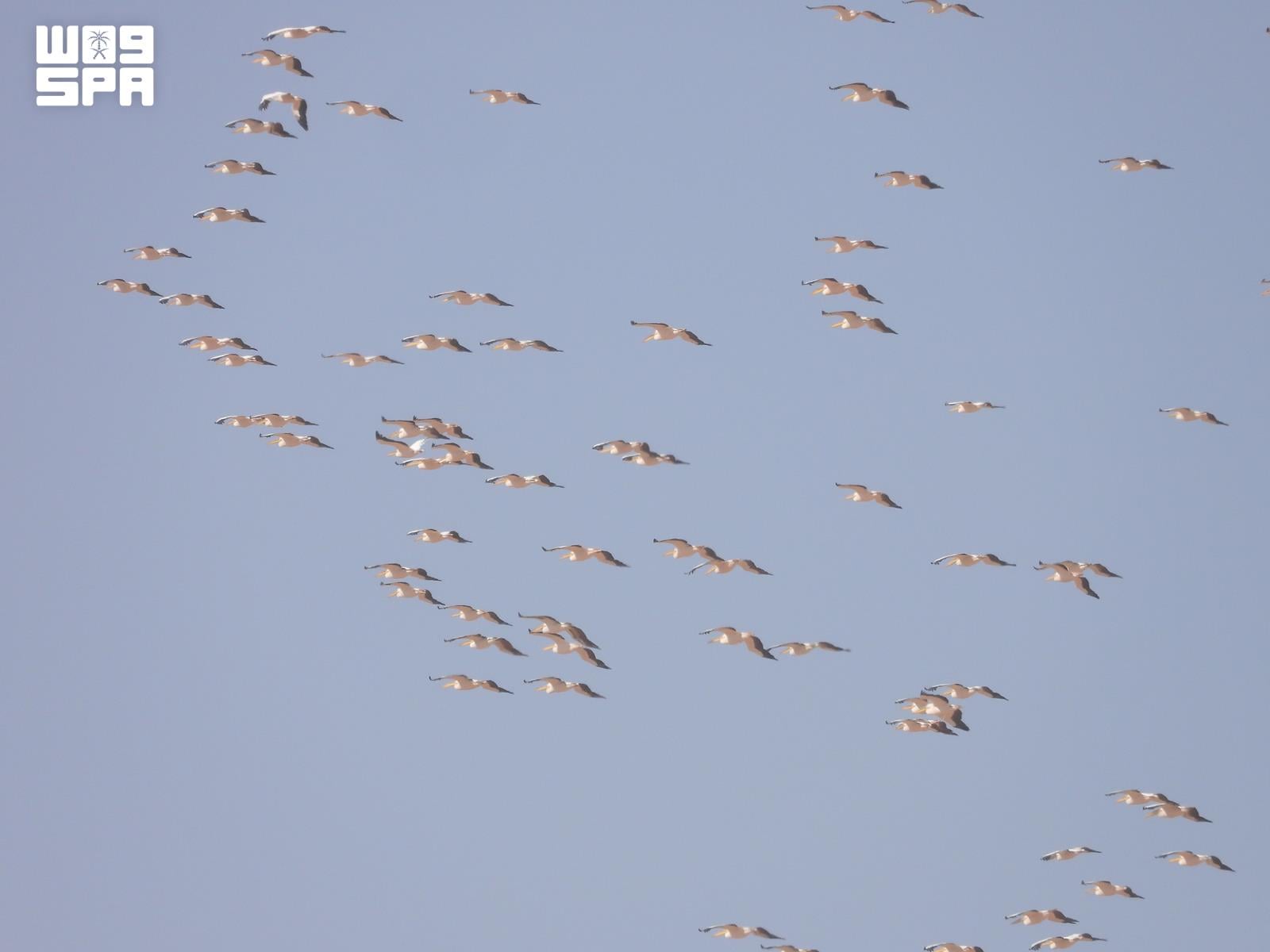 Over 300 great white pelicans spotted during 2026 autumn migration at King Salman Reserve
