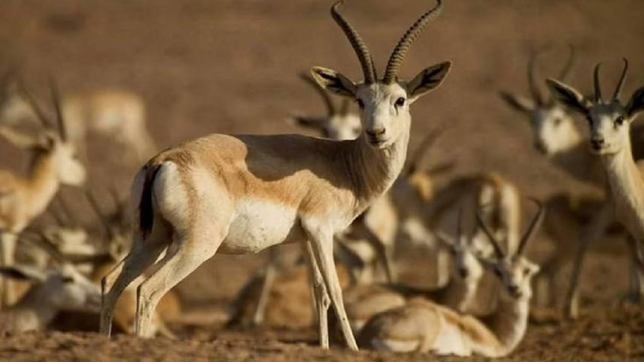 بالفيديو.. رئيس الحياة الفطرية: تنظيم رحلات لطلاب المدارس إلى المحميات