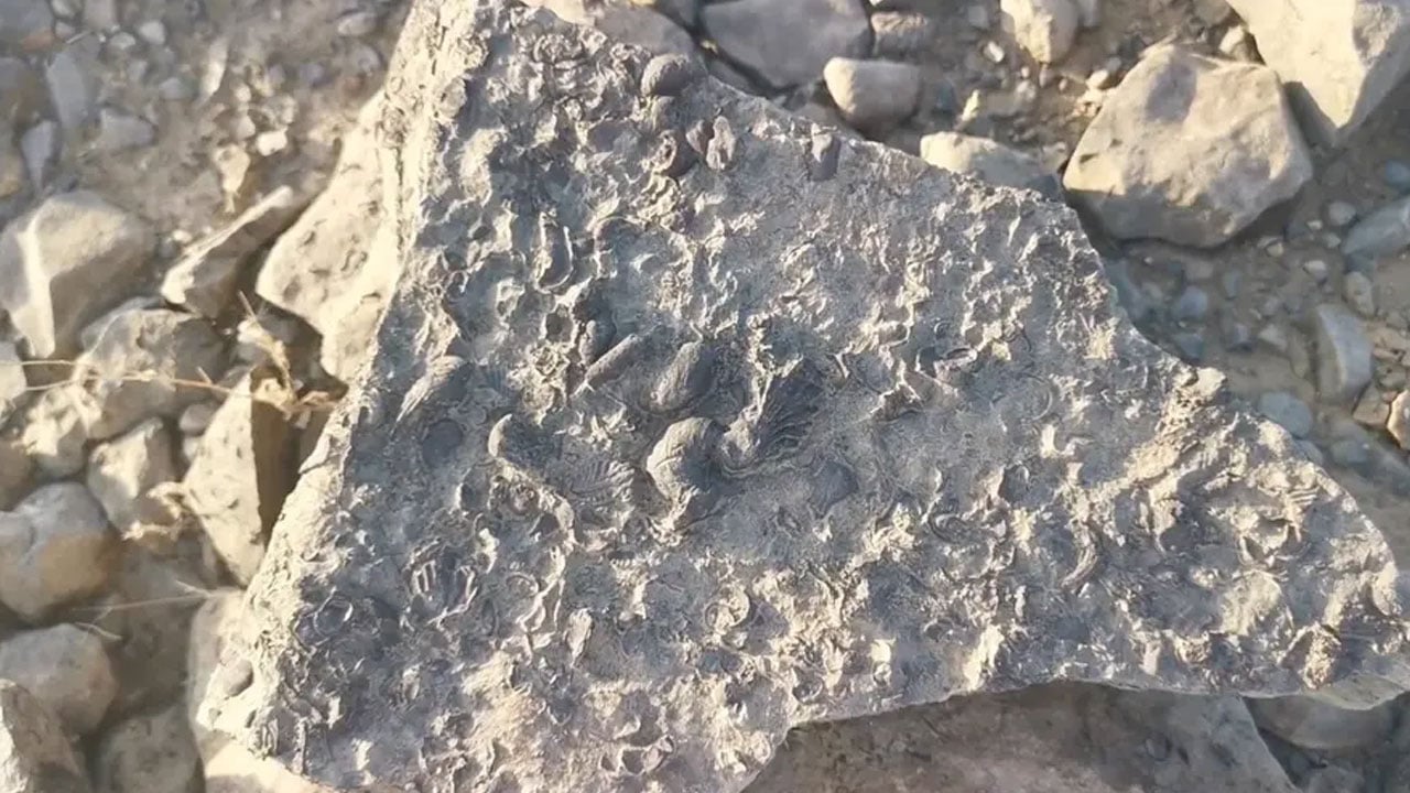  يعود عمره لملايين السنين.. مواطن يعثر على «كنز ثمين» في جازان