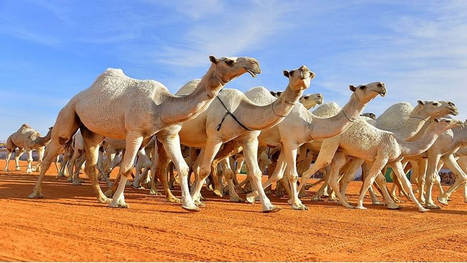 مهرجان الملك عبدالعزيز للإبل يحتضن أكثر من 5 آلاف مشجع بنهائي كأس العالم