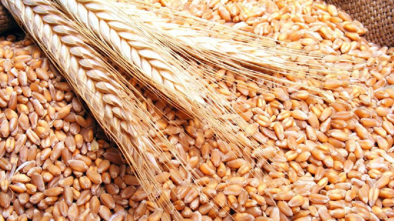 زيادة النسبة المُخصَّصة للمستثمرين السعوديين بالخارج من مشتريات القمح إلى 20%