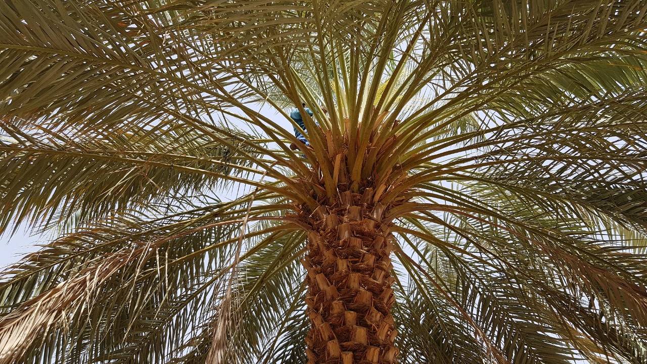مٌزارعو وادي الدواسر يُشمّرون عن سواعدهم لبدء موسم «تلقيح النخيل»
