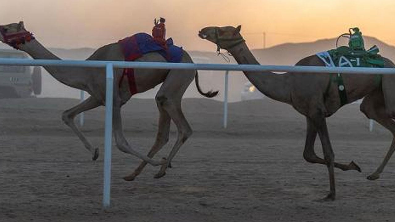 بجوائز تتجاوز مليوني ريال.. الاتحاد السعودي للهجن يُعلن إطلاق سباق المفاريد 2023 