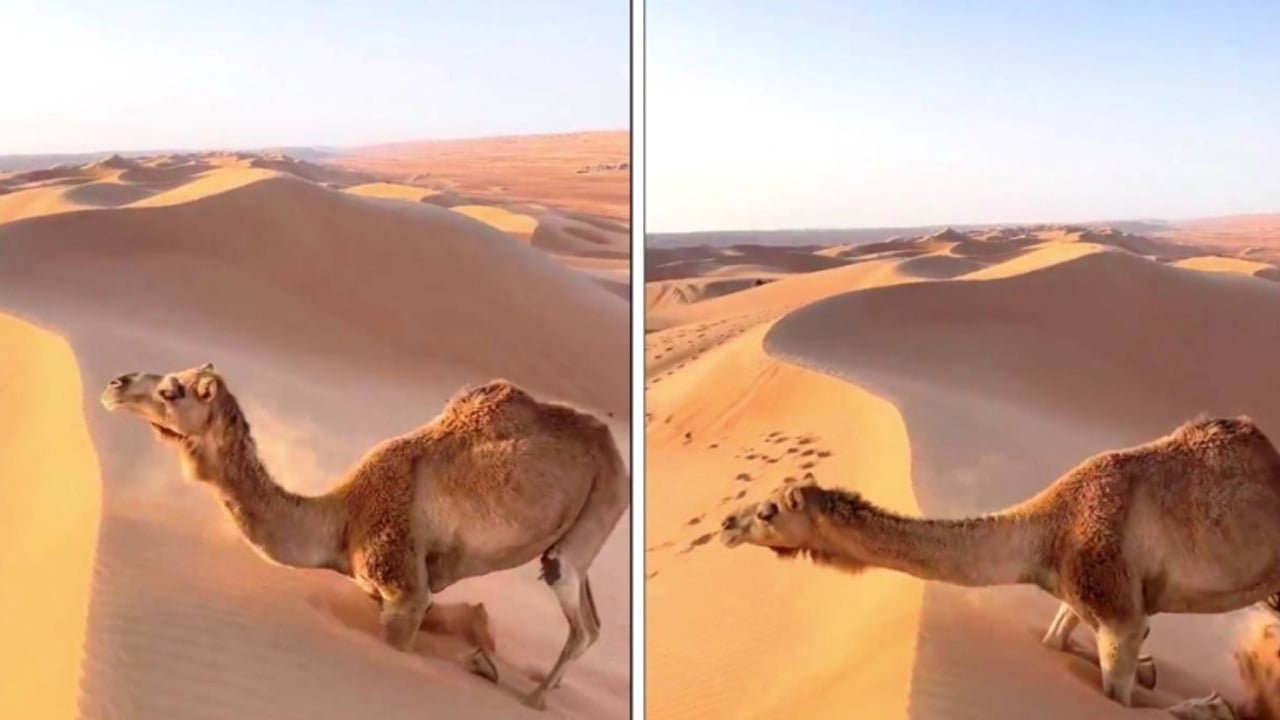 هكذا تتسلق الإبل الكثبان الرملية في صحراء الربع الخالي.. مقطع يوضح
