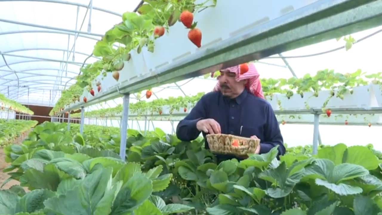 بالفيديو.. مزارع سعودي ينجح في إنتاج الفراولة بمدينة سكاكا

