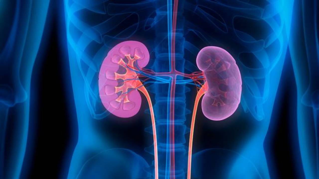 استشاري يوضح ضرر البروتينات الحيوانية على الكليتين ويوجّه نصيحة لمن فوق الـ50
