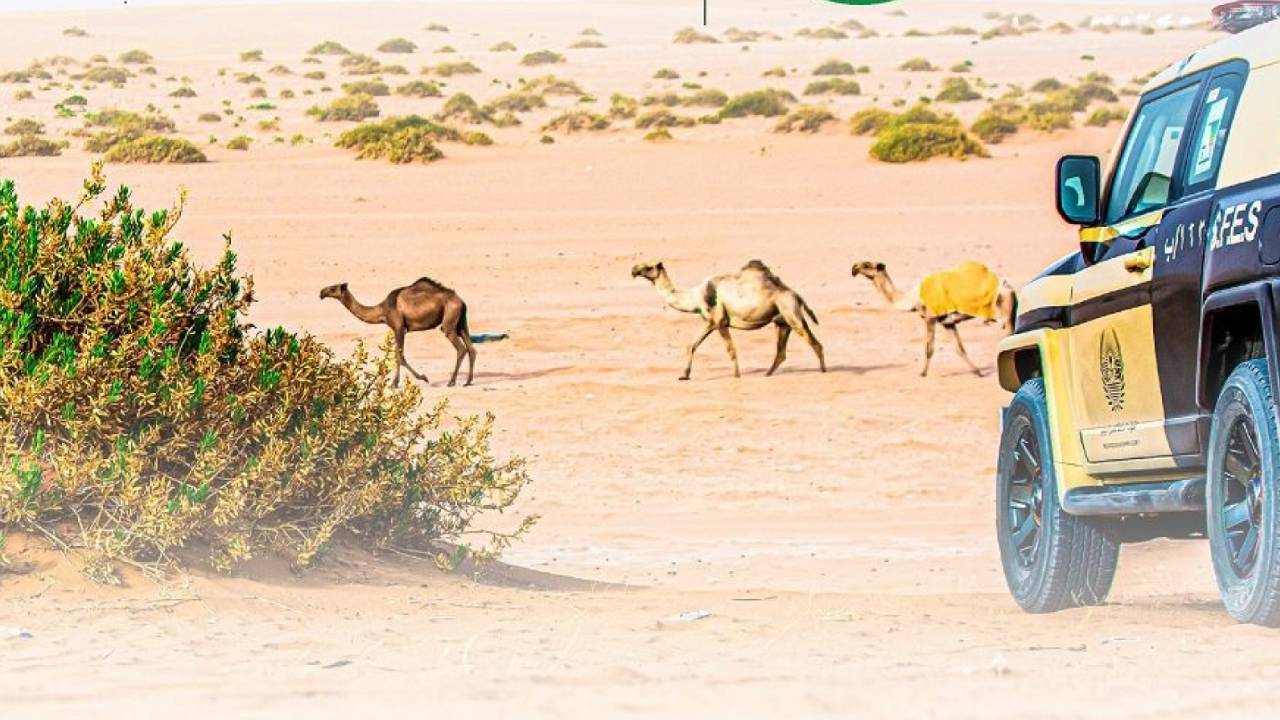 ضبط خمسة مخالفين بحوزتهم 15 طائرًا مصيدًا في محافظة جدة