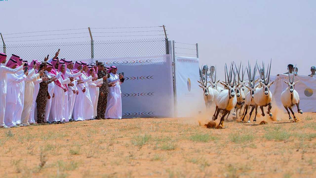 بالصور.. هيئة تطوير محمية الملك عبدالعزيز الملكية تطلق 92 كائنًا فطريًا

