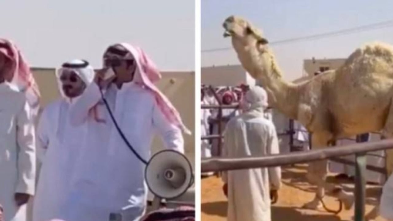 بيع جمل بـ7 ملايين ريال في مزاد علني بالمملكة
