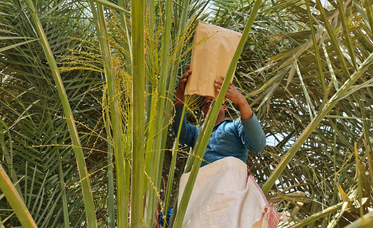 لحمايتها من الظروف المناخية.. بدء عملية «تكميم النخيل» في وادي الدواسر 