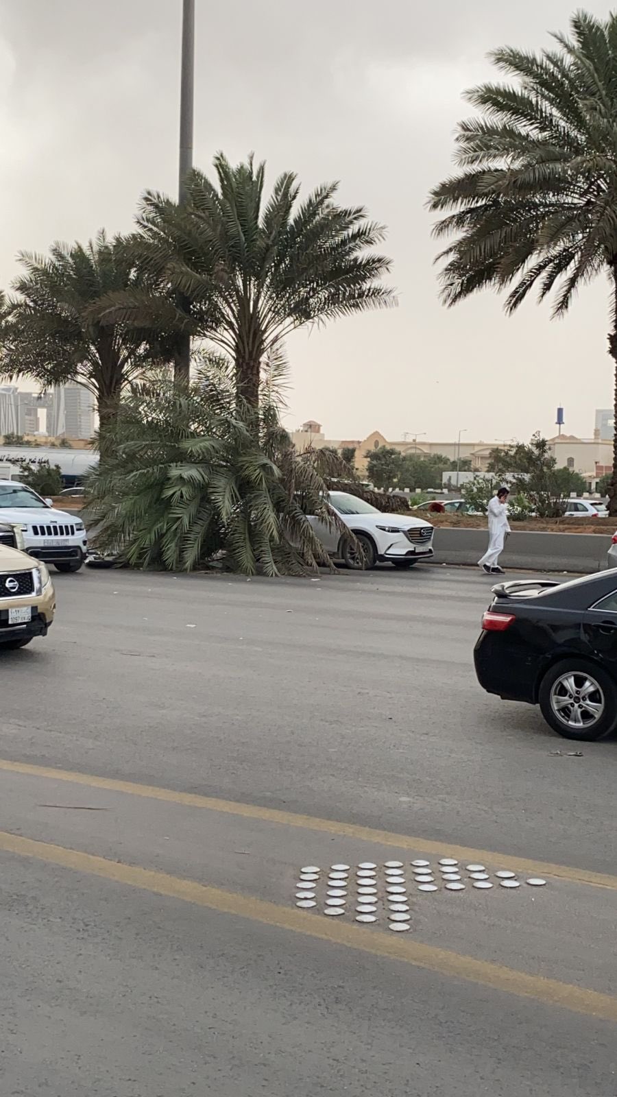 سقوط نخلة على سيارة بالرياض

