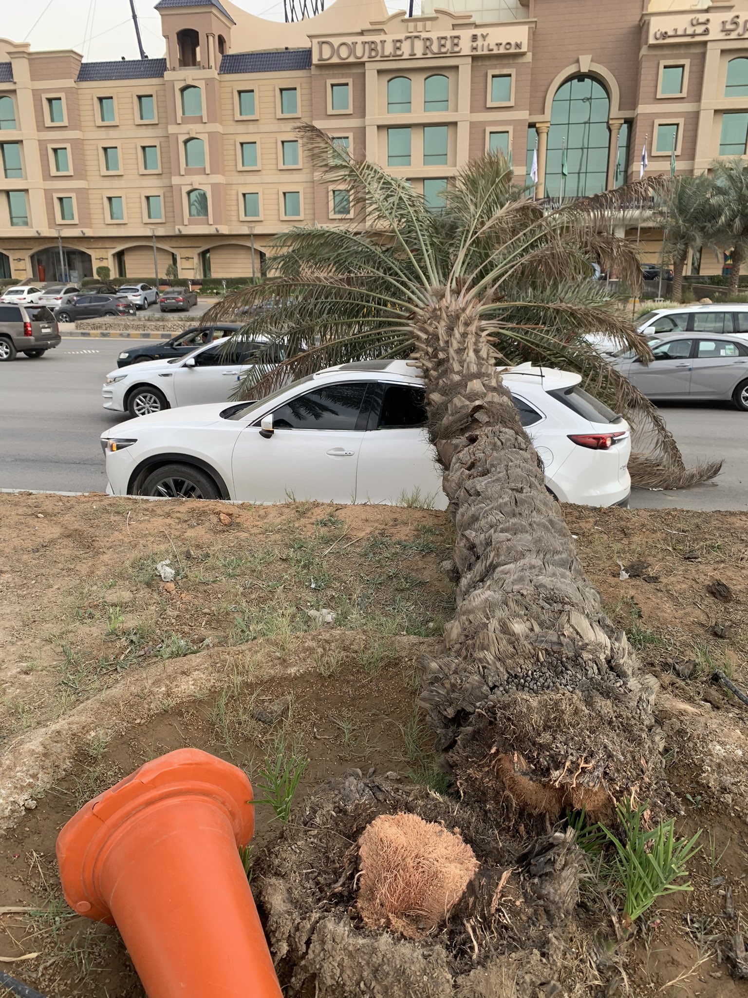 سقوط نخلة على سيارة بالرياض
