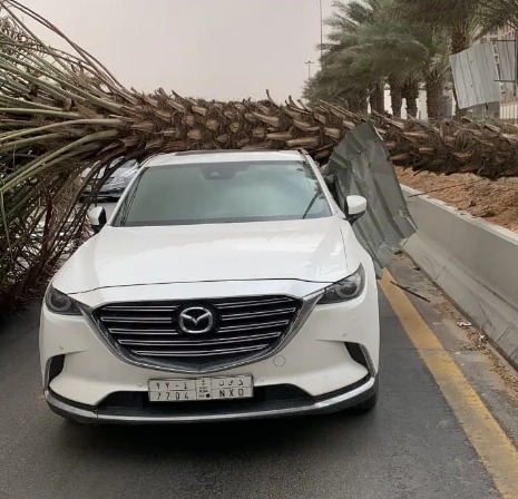 سقوط نخلة على سيارة بالرياض
