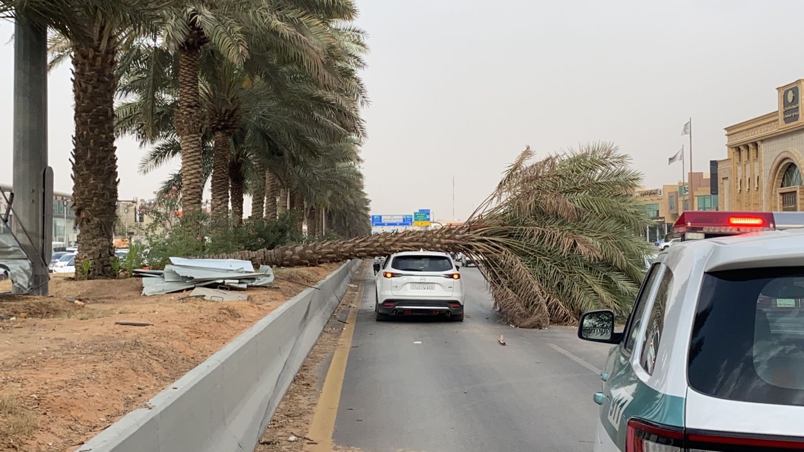 سقوط نخلة على سيارة بالرياض

