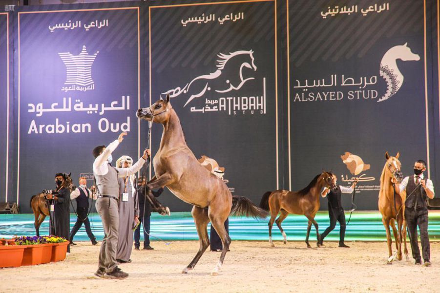  بطولة المملكة الدولية لجمال الخيل العربية الأصيلة «كحيلة» تنطلق غدًا