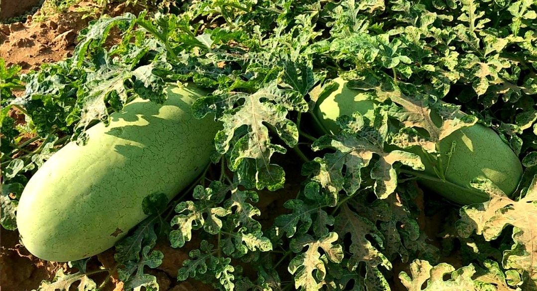 مزارع الحبحب في القصيم.. قصة نجاح سعودية عمرها 30 عامًا
