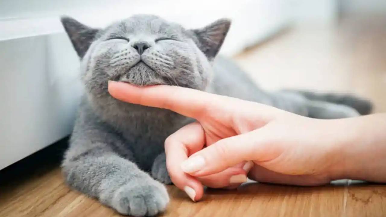 كيف تعرف ما إذا كانت القطط تلعب أو تتشاجر؟.. دراسة توضح