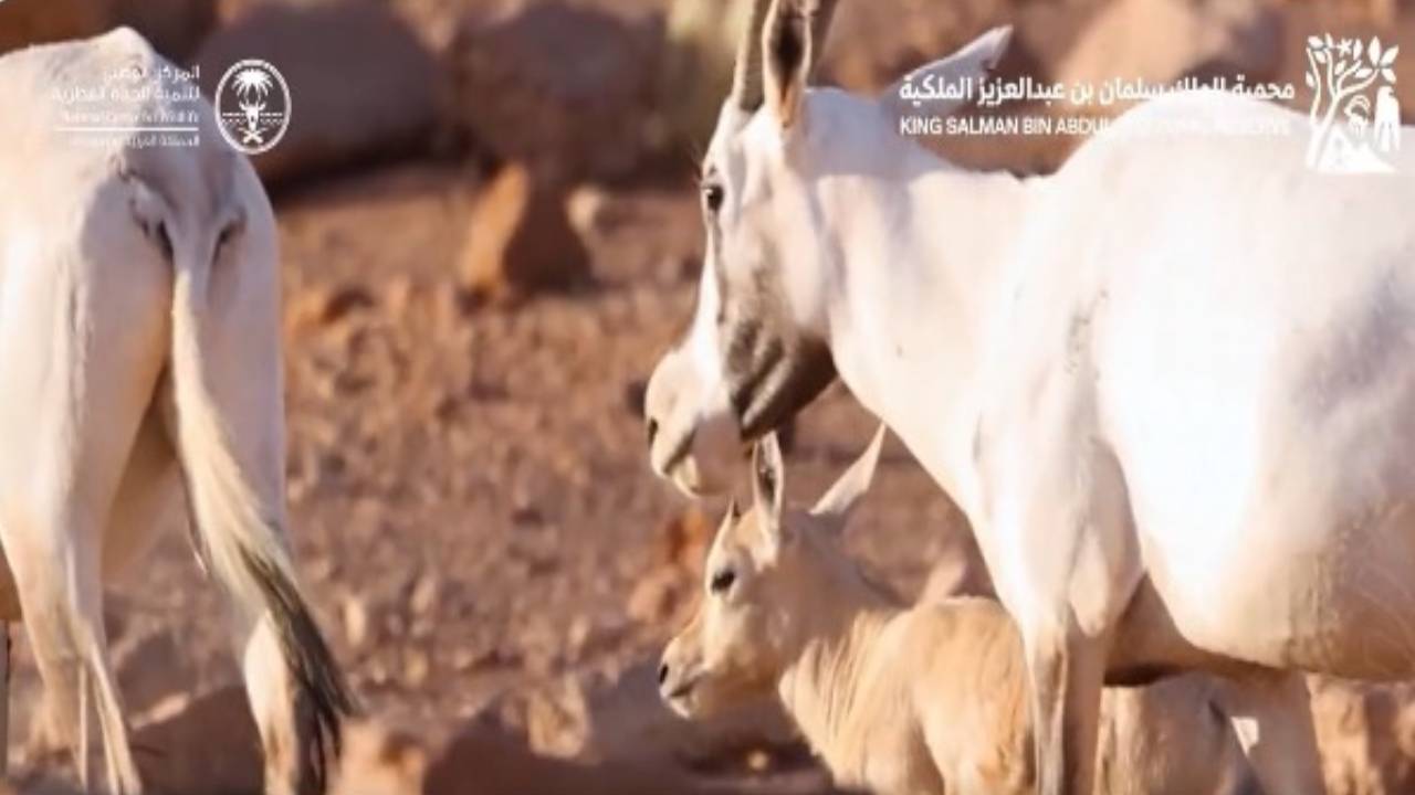 بعد 90 سنة.. ولادة أول مها عربي بشمال المملكة