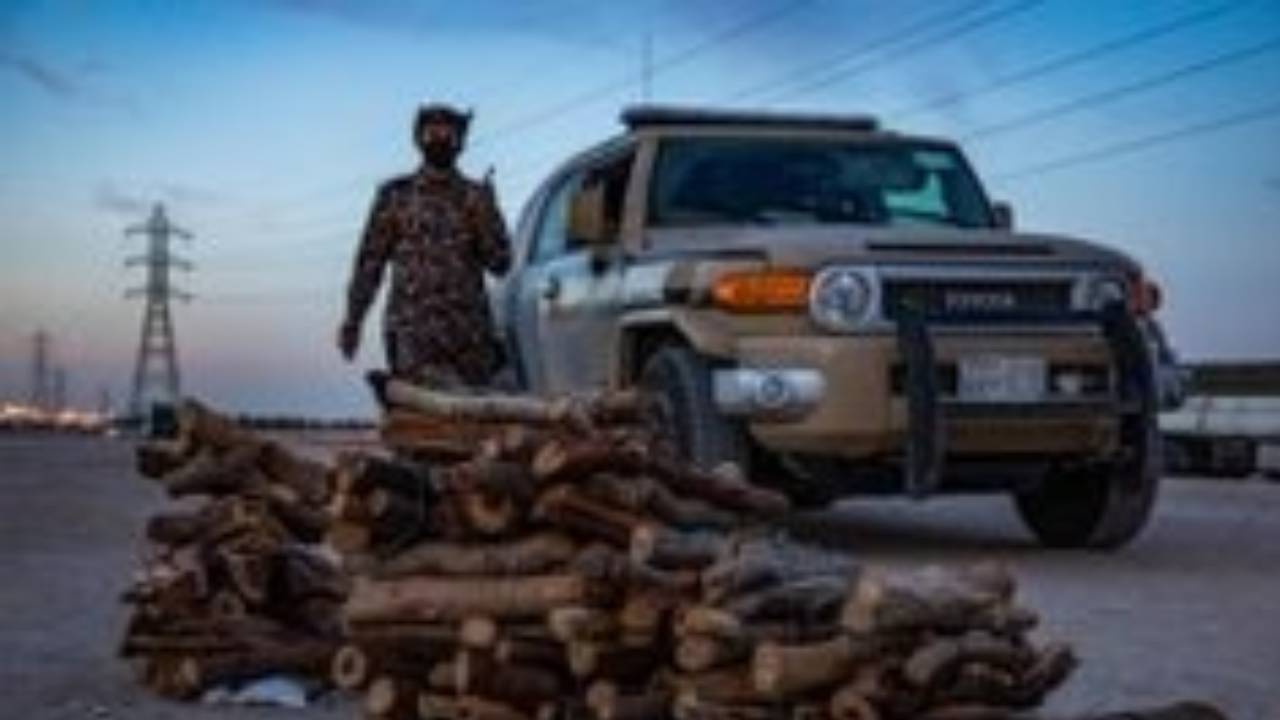 ضبط مخالف لنظام البيئة لتخزينه حطبًا محليًا في المدينة المنورة