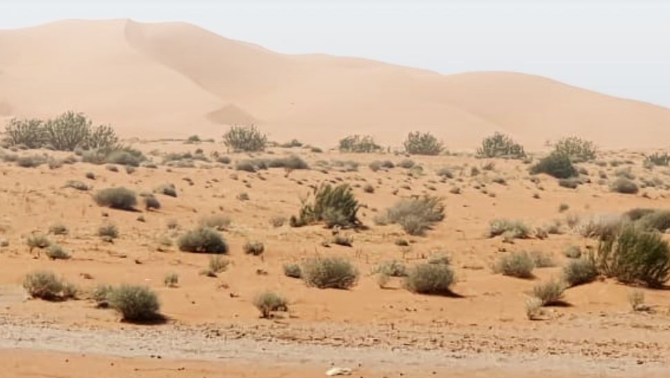 محمية الإمام عبدالعزيز الملكية تستهدف زراعة 800 ألف شجرة خلال 2022
