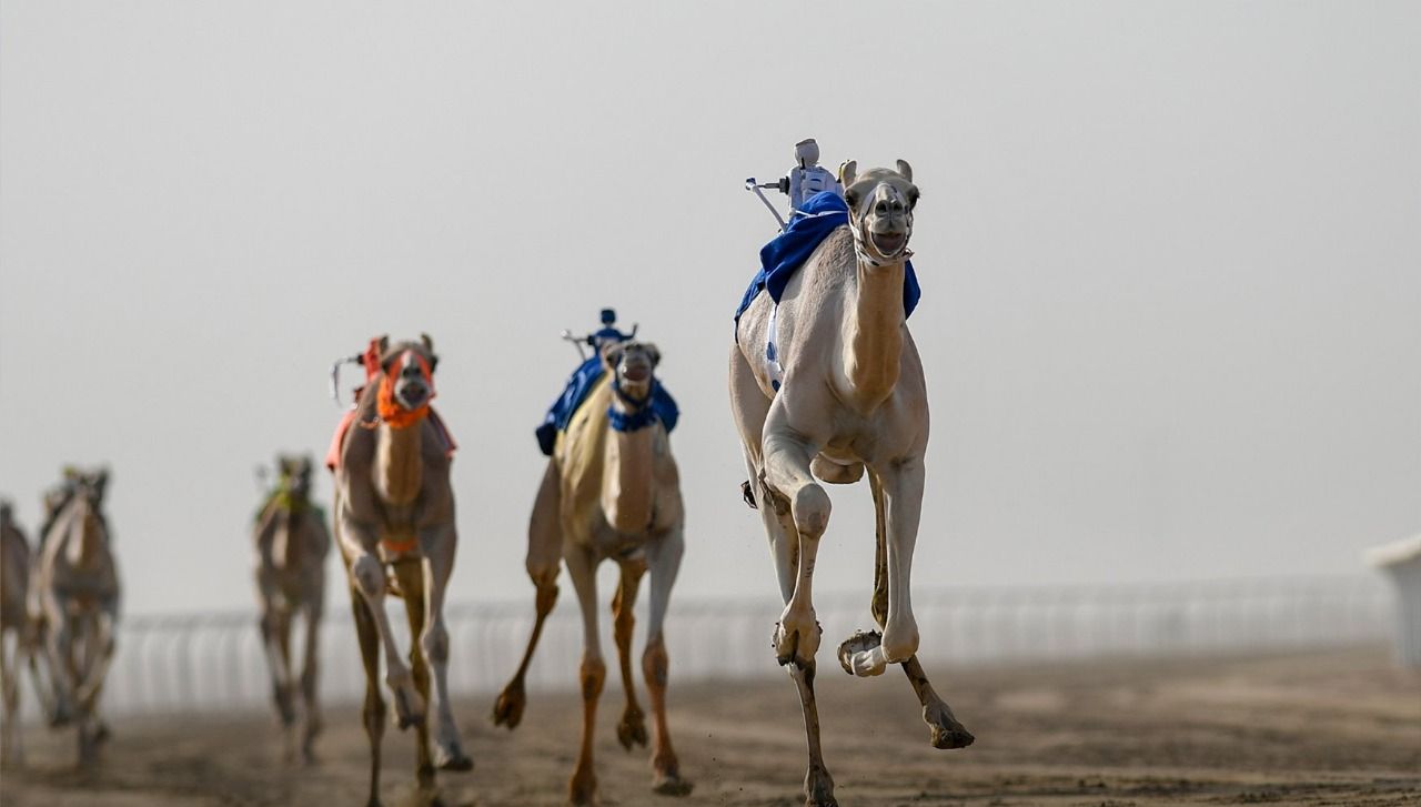 «اثعوه» تفوز بالمركز الأول في المنافسات الصباحية لـ«الحقايق» بمهرجان ولي العهد للهجن 
