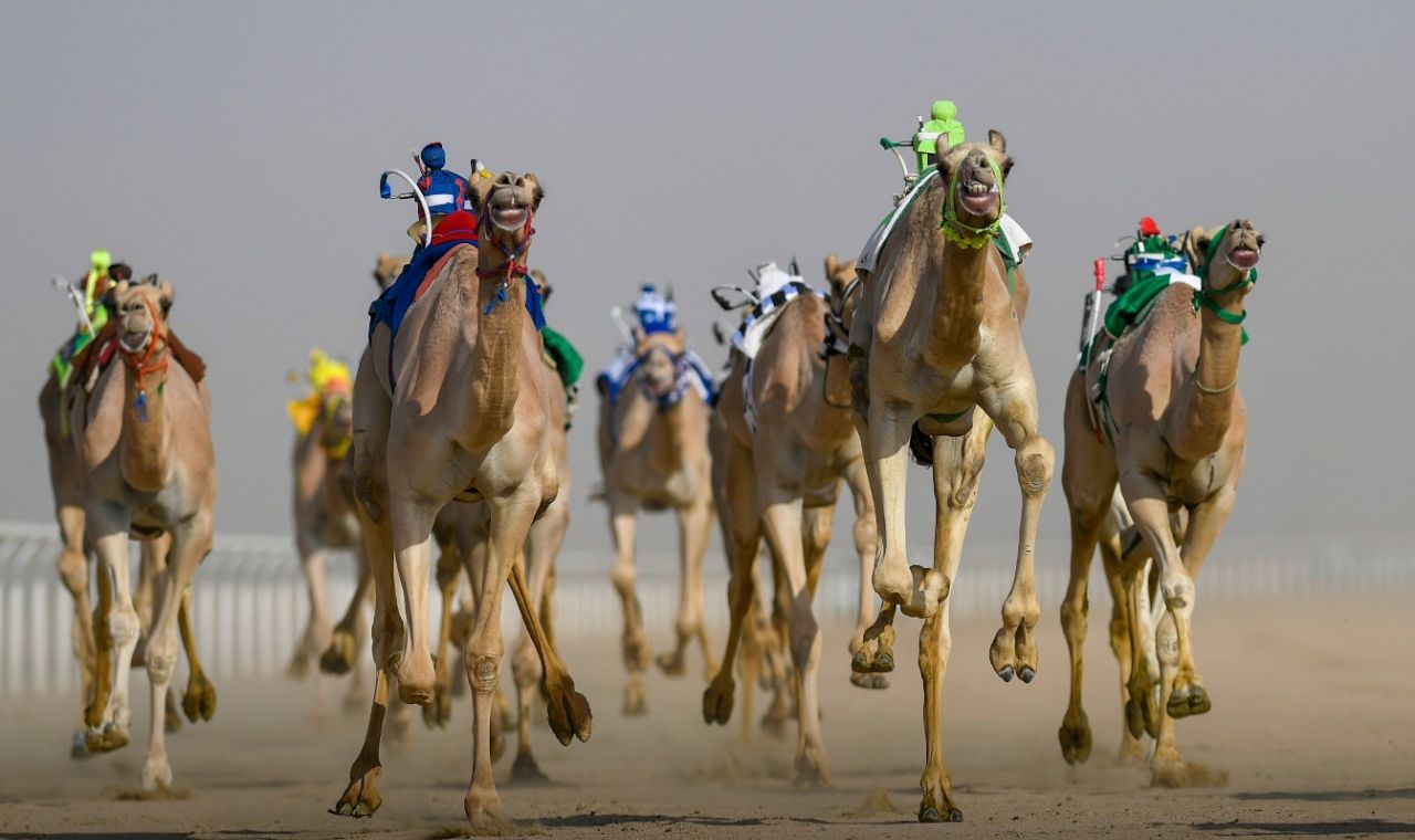 الخميس المقبل.. بدء تسجيل المشاركين في السباق التمهيدي لمهرجان ولي العهد للهجن
