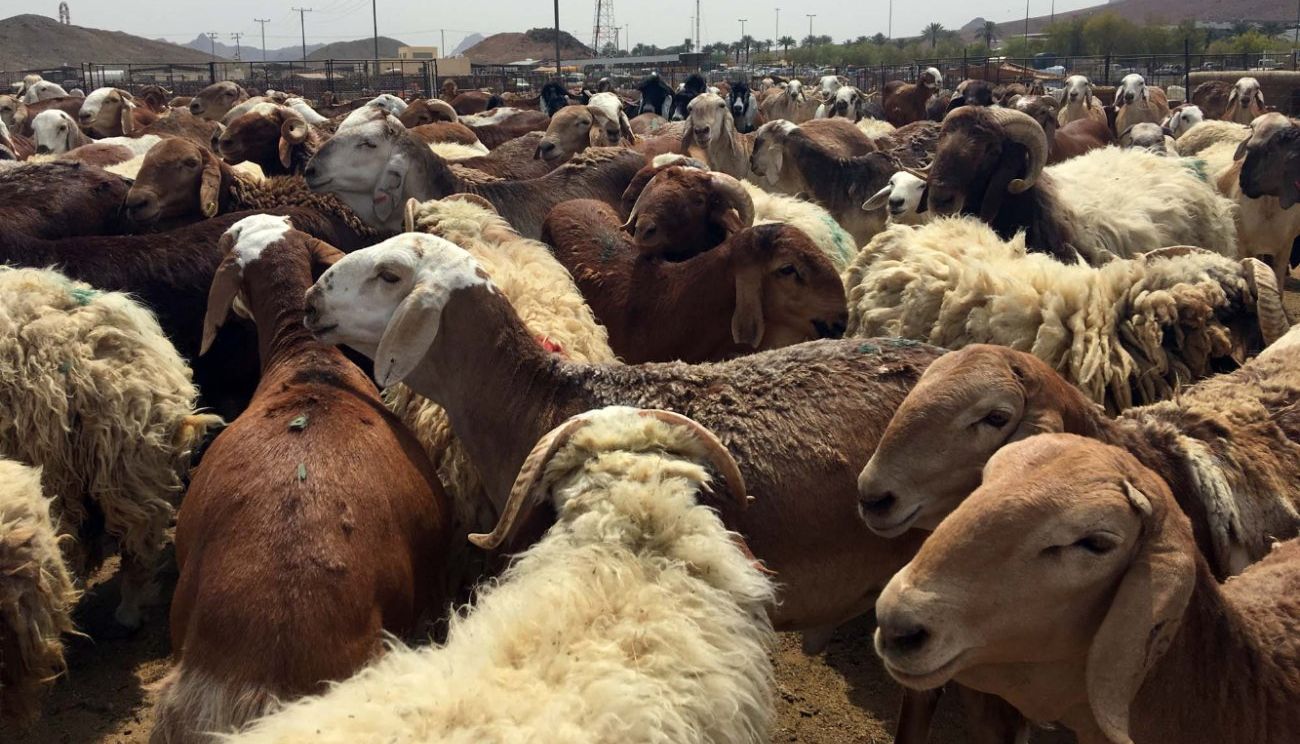 «بيئة» دومة الجندل تطلق حملة «أضحيتي» في أسواق الماشية والمراكز التابعة لها