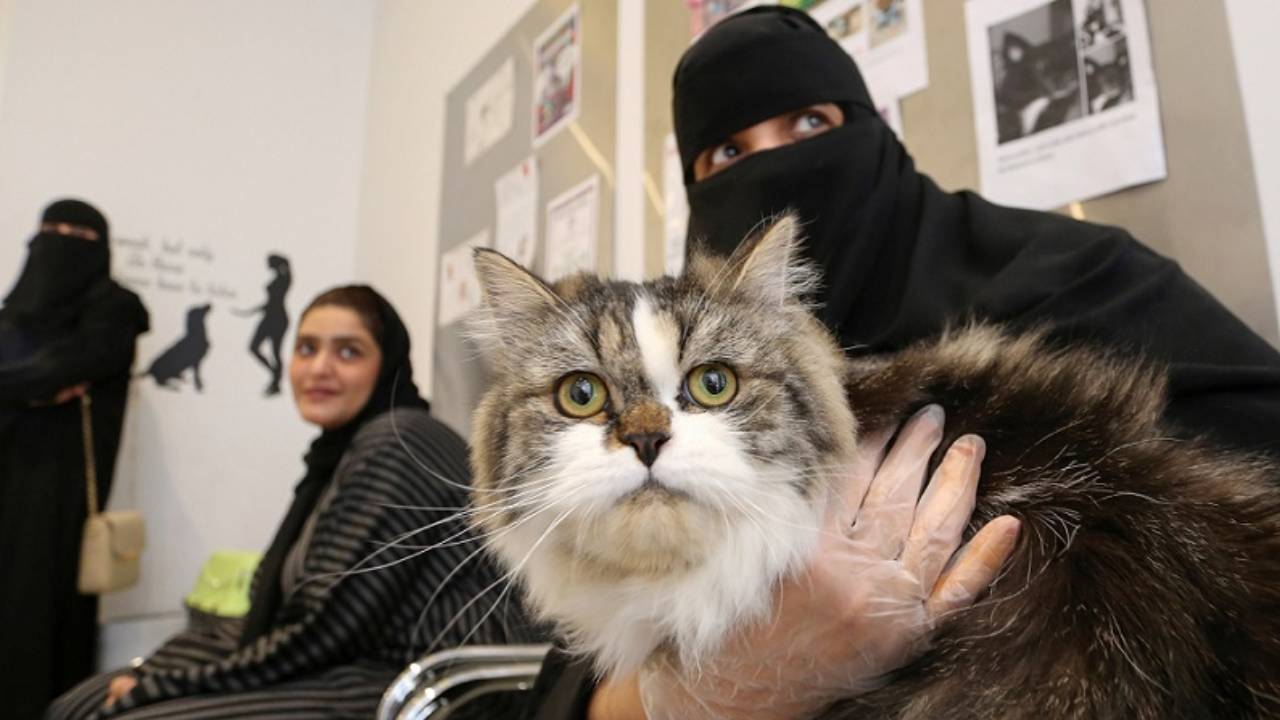 صاحبة أول فندق للقطط بالمملكة تكشف قصة إنشائه: لدينا كل وسائل الراحة