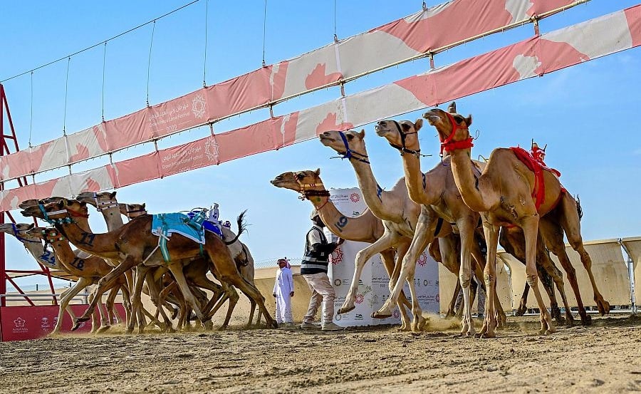 «الشاهينية» في المركز الأول بالأشواط الصباحية لفئة «اللقايا»
