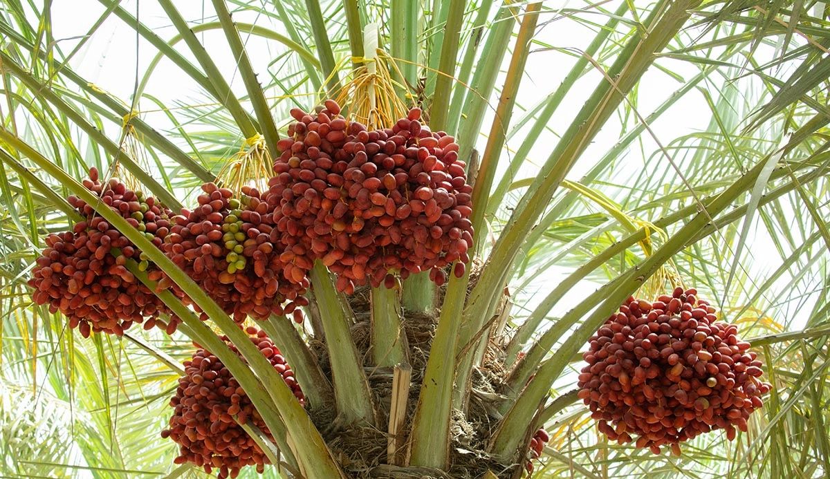 لزيادة الطلب.. مزارعو القصيم يزرعون أصنافًا أخرى من النخيل وفسائلها

