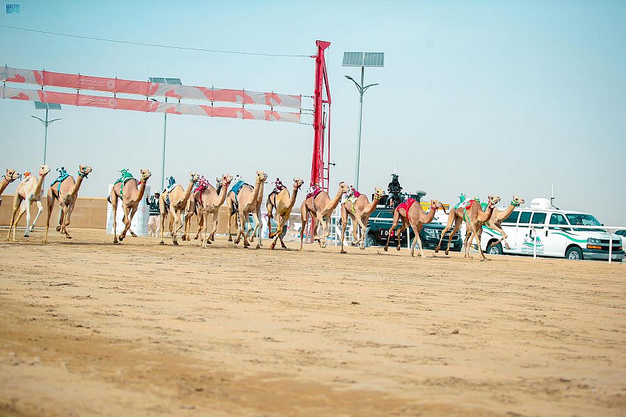 «متعب» الأسرع في مسائية اليوم الثاني لفئة اللقايا بمهرجان ولي العهد للهجن 2022