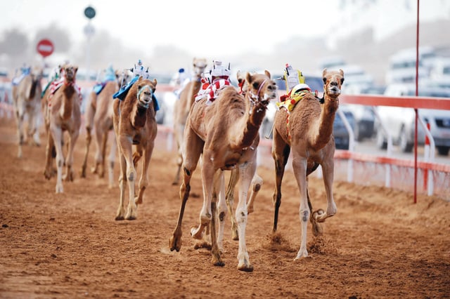  المتحدة تنتزع الأسرع توقيتاً لفئة الحيل .. والهجن الإماراتية تواصل إبداعاتها بمهرجان ولي العهد 2022
