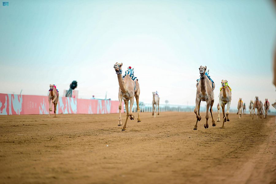 «شغف» الأسرع في مسائية فئة الجذاع بمهرجان وليِّ العهد للهجن