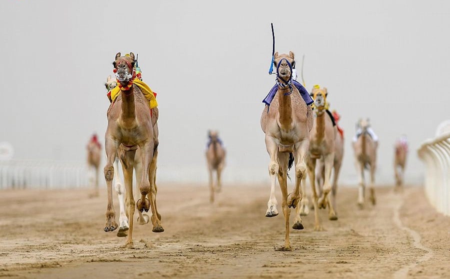اللجنة المنظمة لمهرجان ولي العهد للهجن تعلن بدء التسجيل في السباقات النهائية