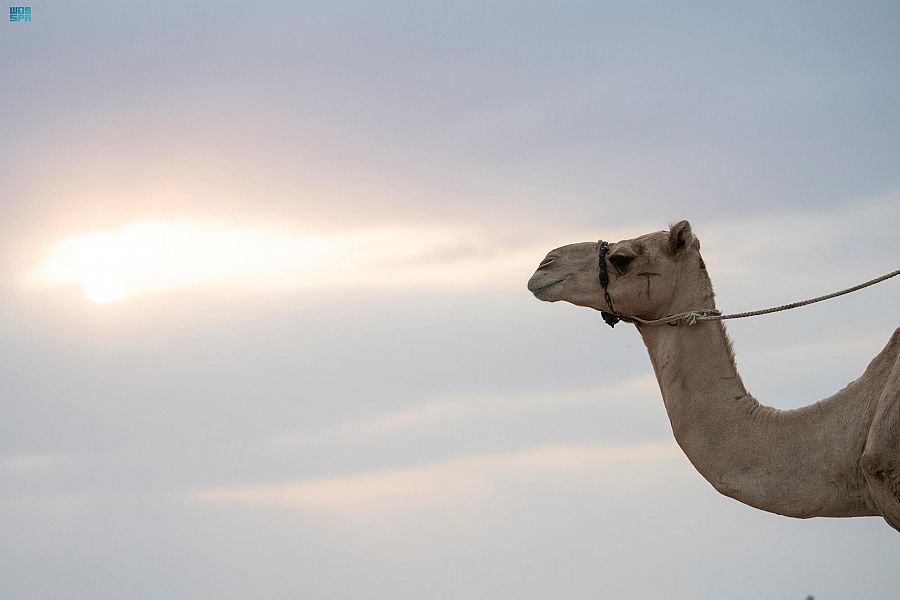 «جلمودة» تحقق لقب أسرع توقيت في ثاني أيام «اللقايا»