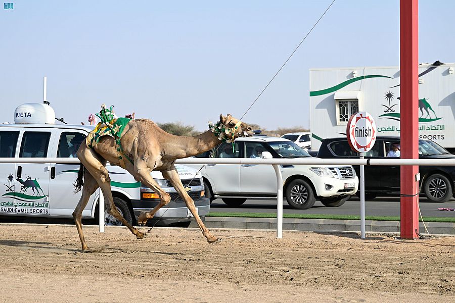 الهجن السعودية تفوز بـ3 كؤوس رموز في فئة الثنايا بمهرجان ولي العهد 