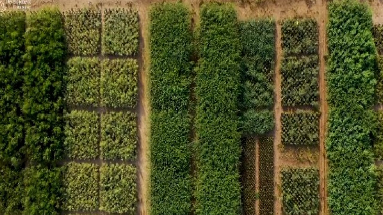 الأكبر في الشرق الأوسط.. «مشتل البحر الأحمر» ينتج 25 مليون شتلة بحلول 2030
