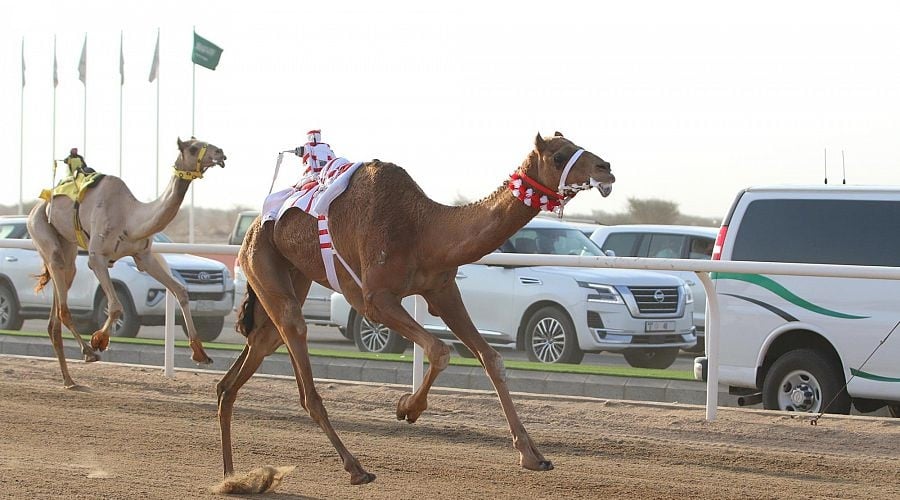 «زعفران» تتوهج في افتتاح سباقات «الثنايا» النهائية