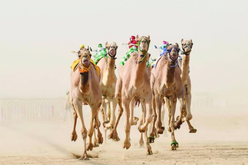 النسخة الأولى من كأس العلا للهجن تتخطى مليار ريال