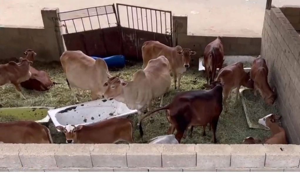 سكنت منازلهم الثعابين والفئران.. أهالي خميس مشيط يحكون معاناتهم مع نفايات سوق الأنعام والمواشي (فيديو) 

