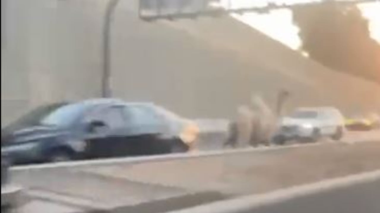 مرور الرياض يباشر حادث سقوط جمل على طريق تركي الأول تسبب في تضرر مركبة