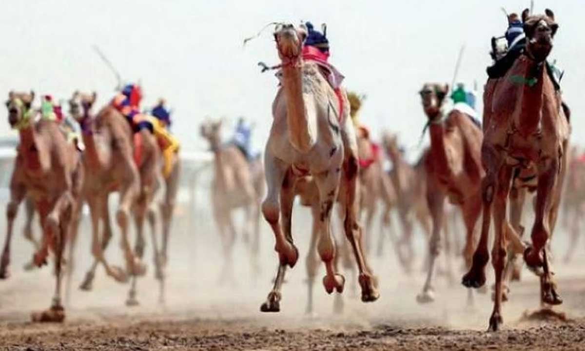 10 ديسمبر.. انطلاق بطولة كأس موسم حائل لسباق الهجن