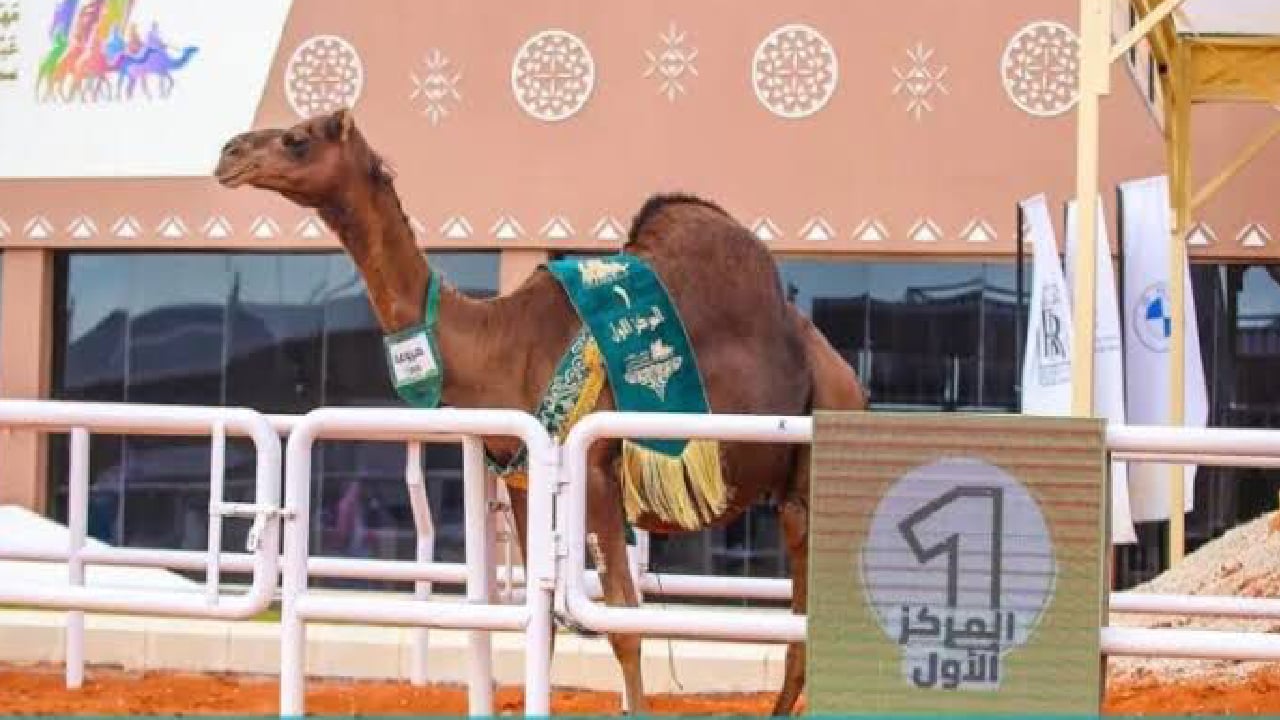 مشاركان عربيان: مهرجان الإبل محطة عالمية عززت الموروث الثقافي