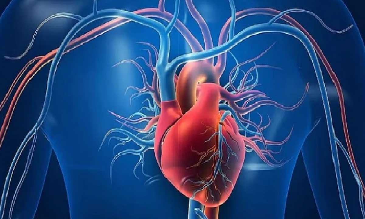 النمر: عمليات القلب المفتوح تحسن عضلة القلب في 50% من الحالات