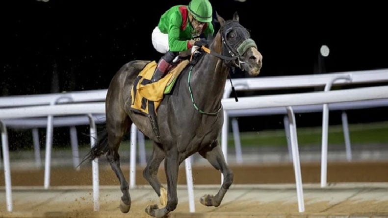 وصول الدفعة الأولى من الخيل المشاركة في كأس السعودية 2023 إلى الرياض